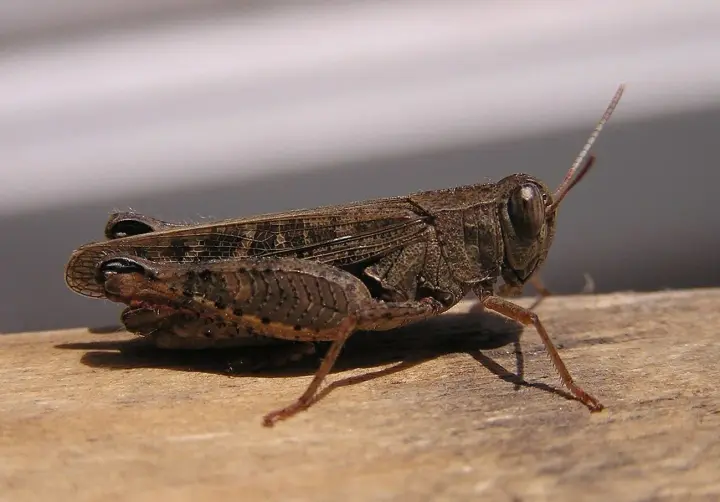 Нашестя сарани в Україні: комах помітили на Київщині та Житомирщині