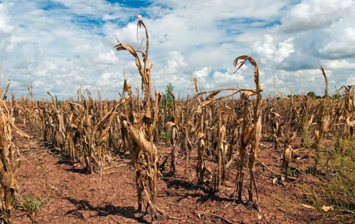 This year, at least 6 regions are suffering from drought: agrarians record significant crop losses