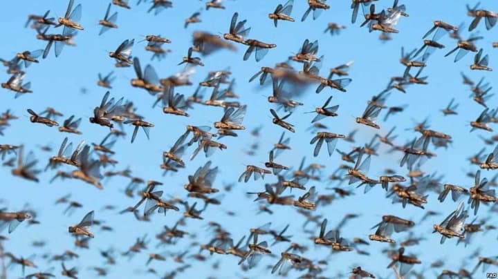 Після підриву росіянами Каховської ГЕС в Україні відновилися умови для нашестя сарани - еколог