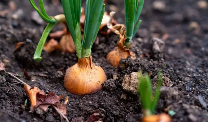 Sowing calendar for August: when is the best time to plant