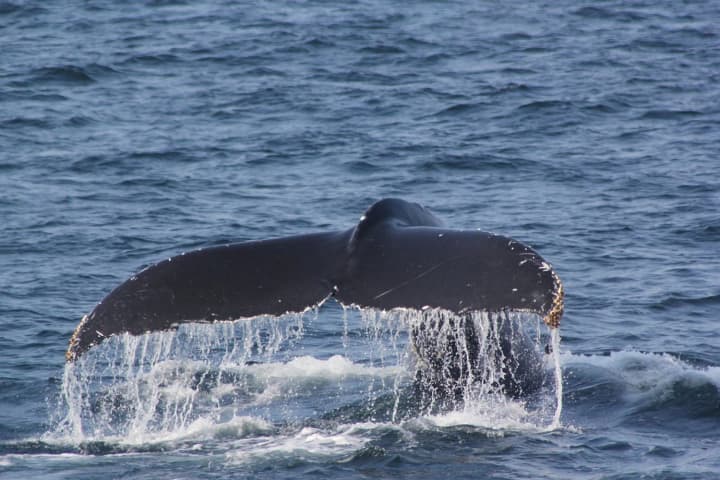 Whales washed ashore in Japan: consequences of a powerful earthquake near Kamchatka