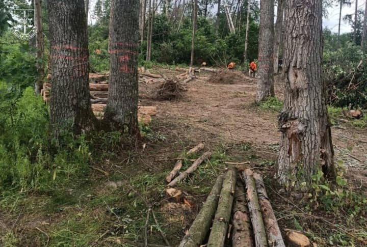 13 чиновників отримали підозри за 10-мільйонну схему розкрадання лісу
