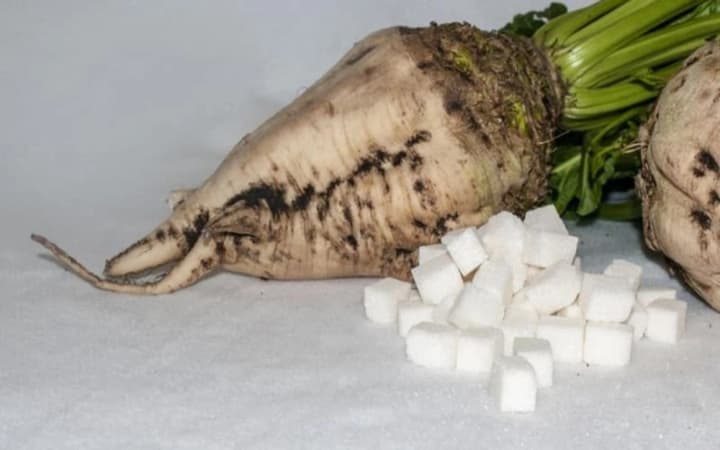 россия сокращает производство сахара: свекла дорожает из-за засухи и семян