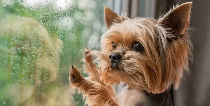 Україну 3 серпня накриє дощами: де очікувати грози та спеку