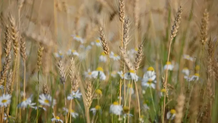 Short-term rains, thunderstorms and heat: forecasters gave weather forecast for August 4