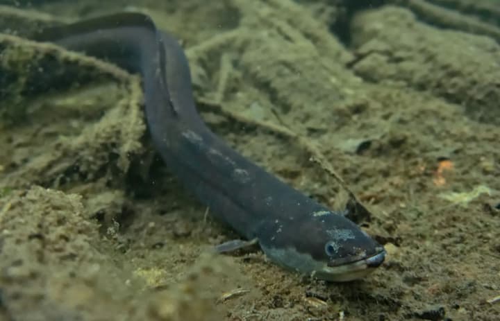 From Belgium to China: illegal eel trade brings billions of euros, but police are still conducting raids