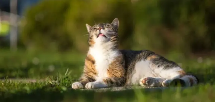 Хмарно та дощово: якою буде погода в Україні 4 серпня