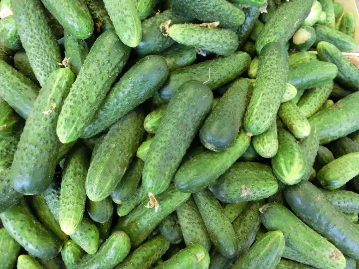 Greenhouse cucumber prices rose by 16% over the last week: reasons