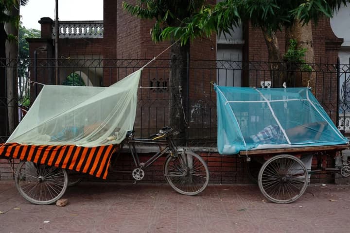 Bangladesh gripped by dengue fever: over 100 deaths, 24 thousand infected