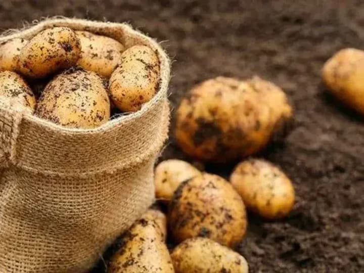 Did weather conditions affect the potato harvest in Ukraine: the Association of Producers gave an answer