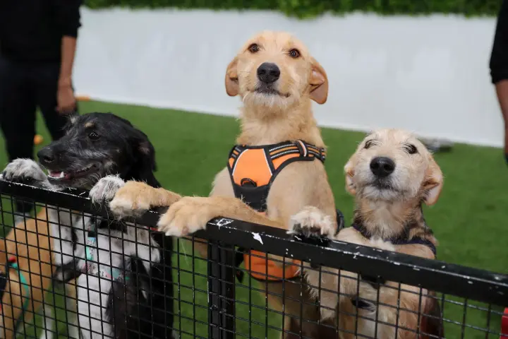 Homeless Animals Day and International Geocaching Day: what else is celebrated on August 16