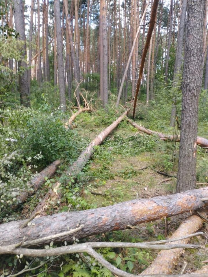 Storms in Chernihiv region destroyed hundreds of hectares of forest: foresters calculate losses