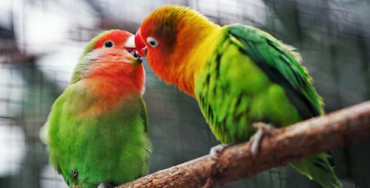 День примирительного поцелуя и День рождения жестяной банки: что еще отмечают 25 августа