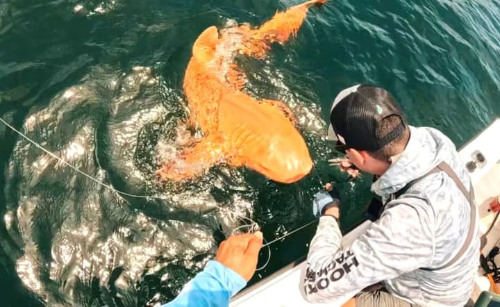 Off the coast of Costa Rica, fishermen caught a shark with unique coloring