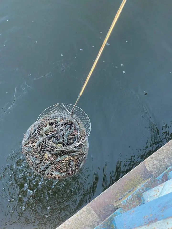 На Харківщині викрили незаконний вилов риби на понад 2,6 млн грн