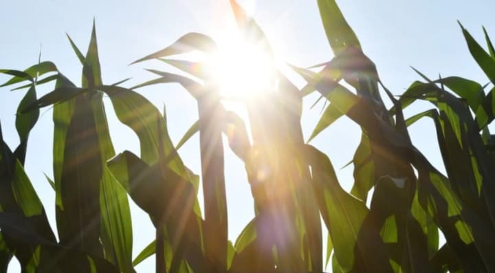 Warming in Ukraine: "Indian summer" in the capital, but the heat will intensify - Didenko