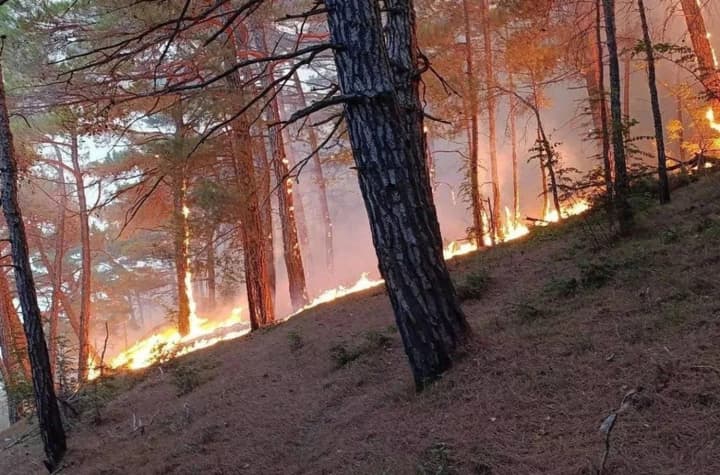 Под Геленджиком после атаки беспилотника горит лес в километре от винодельни путина