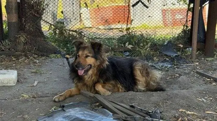 Команда ГСЧС приютила собаку Джесси, которая потеряла хозяина в результате российской атаки на Киев