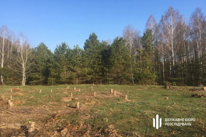 Шкода на понад мільйон гривень: по справі незаконної вирубки лісу викрито інженера держпідприємства