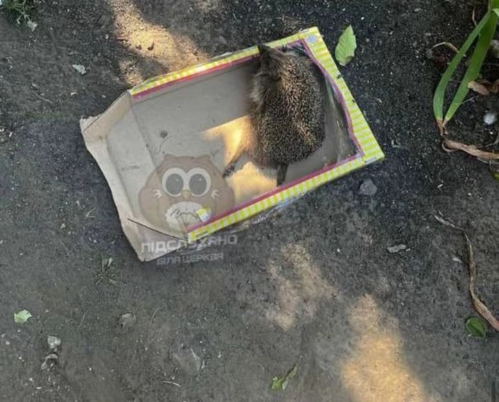 Youngsters tortured a hedgehog near Kyiv, police are investigating the circumstances