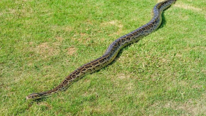 A record-breaking snake lives in the USA: a reticulated python weighs over 158 kg and is 8 meters long