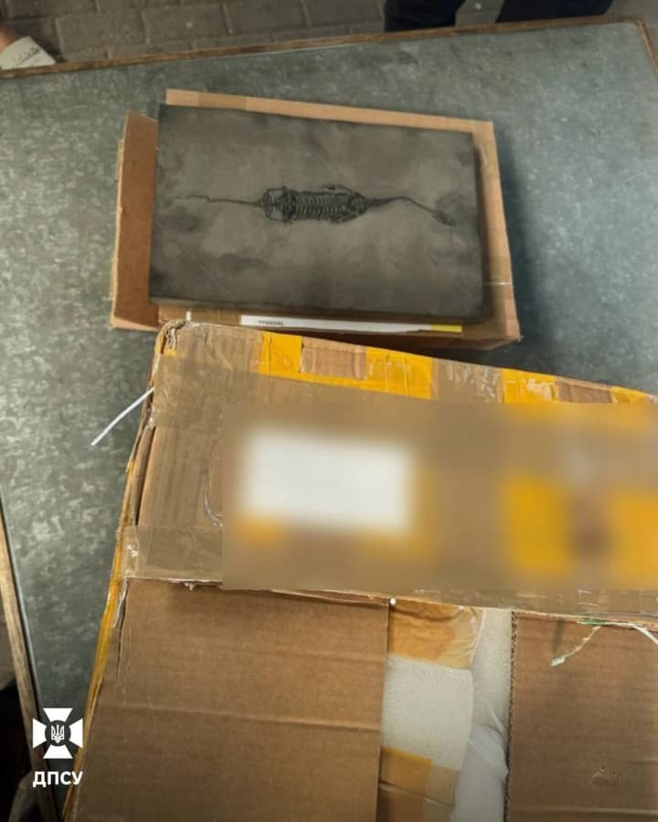 На украинской границе «задержан» скелет рептилии возрастом примерно 200 миллионов лет