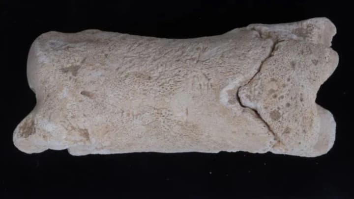 Археологи виявили 3300-річний свисток з кістки на місці давньоєгипетської столиці