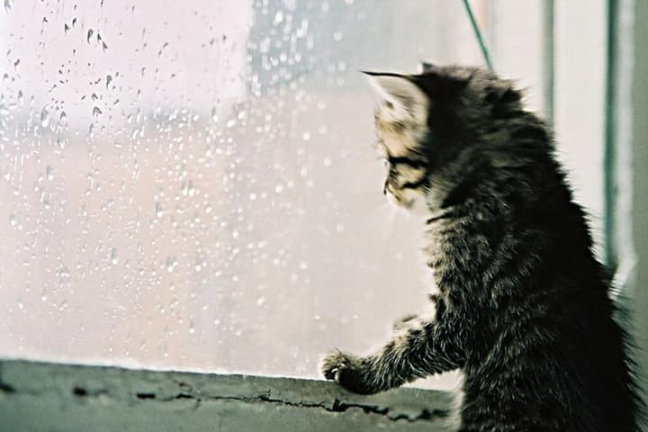 На заході України очікується дощ та мінлива хмарність: прогноз погоди на 16 вересня