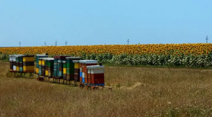 Незарегистрированные пасеки усложняют работу агросектора