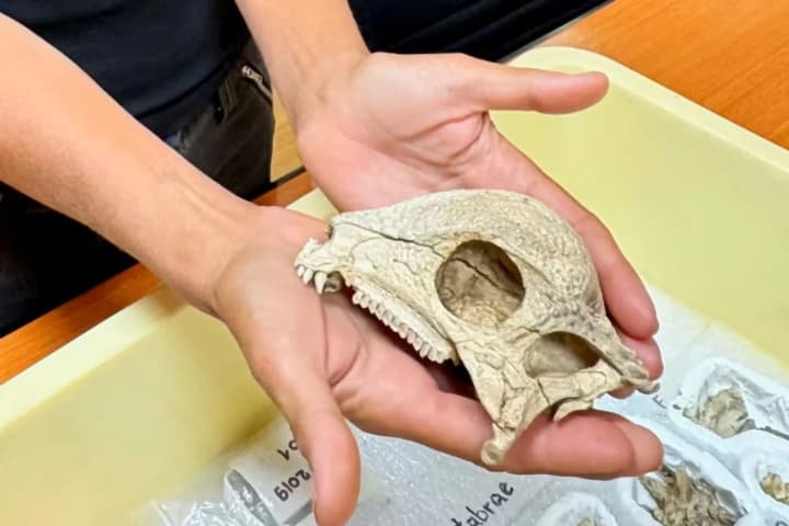 Oldest dome-headed dinosaur remains found in Mongolia