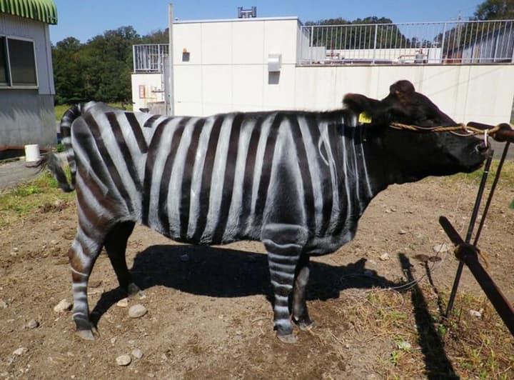 Ig Nobel Prize 2025: painting cows like zebras, garlic-scented milk, and drunk bats