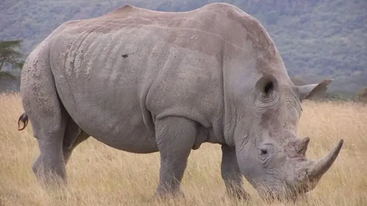 World Day to Combat Excessive Daytime Sleepiness and Rhino Day: what else is celebrated today