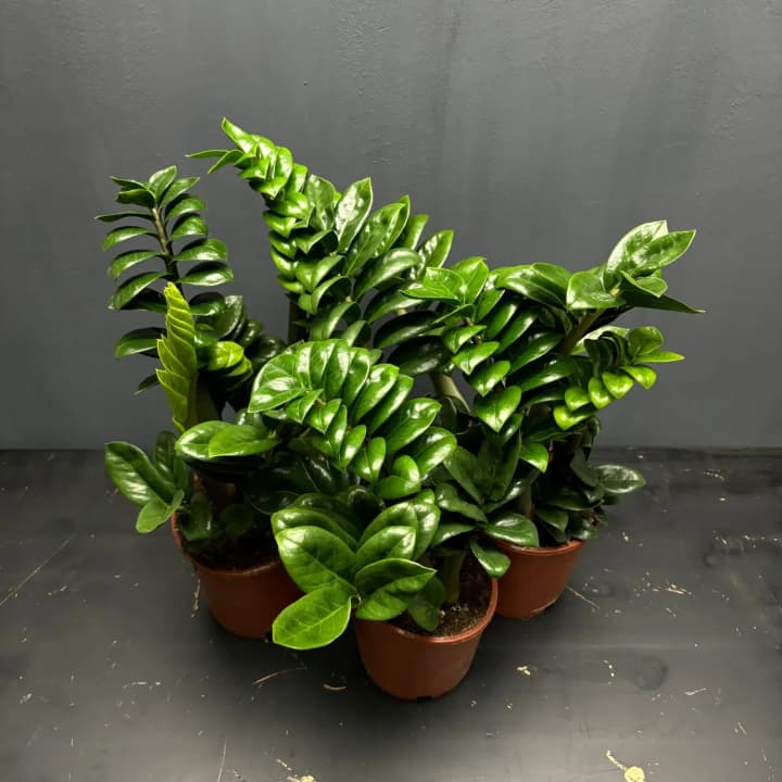 Dollar tree in your home: secrets of Zamioculcas care and transplanting rules