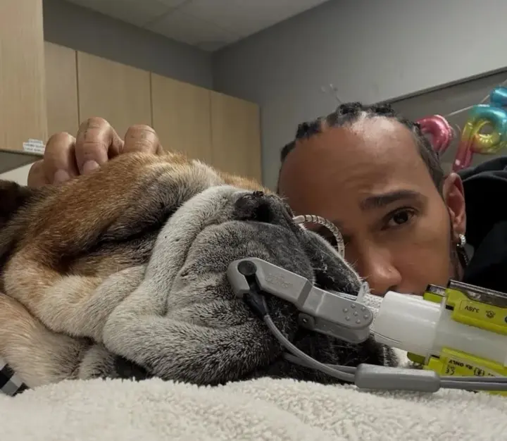 The hardest decision in life: famous racer Hamilton shared sad news about his dog Roscoe