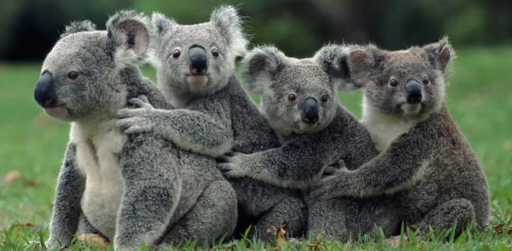 Международный день переводчика, День «Спасите коалу», Всеукраинский День библиотек: что отмечают 30 сентября в Украине и мире