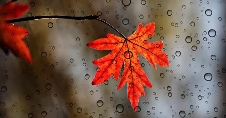 Дожди на востоке и мокрый снег в Карпатах: прогноз погоды на 5 октября