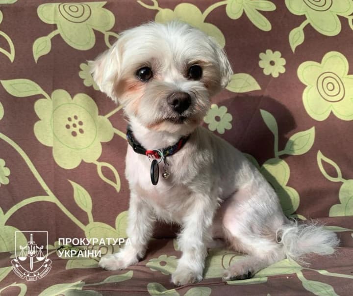 Kyivan to face trial for dog's death: man threw a bolognese dog against the floor because it was barking