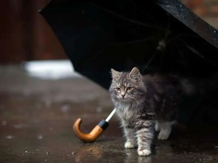 Cloudy and rainy: weather forecast for October 10