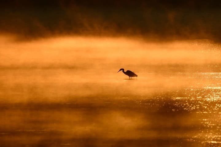 Популяции более половины видов птиц в мире сокращаются из-за вырубки лесов - The Guardian