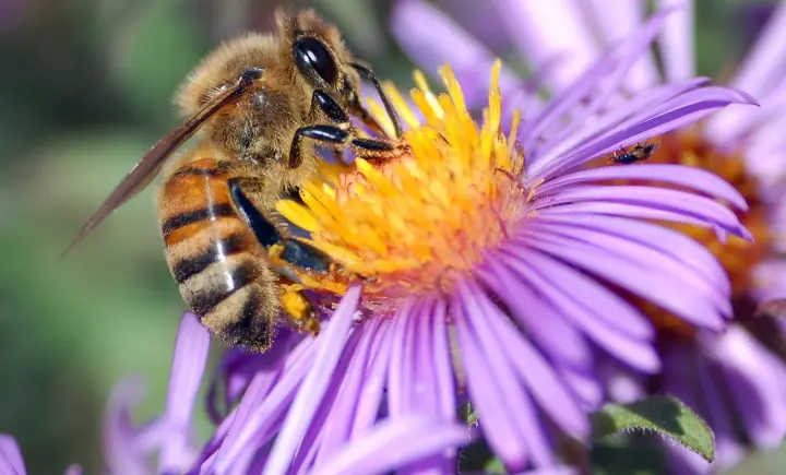 Дикі бджоли та метелики в Європі на межі зникнення - Міжнародний союз охорони природи