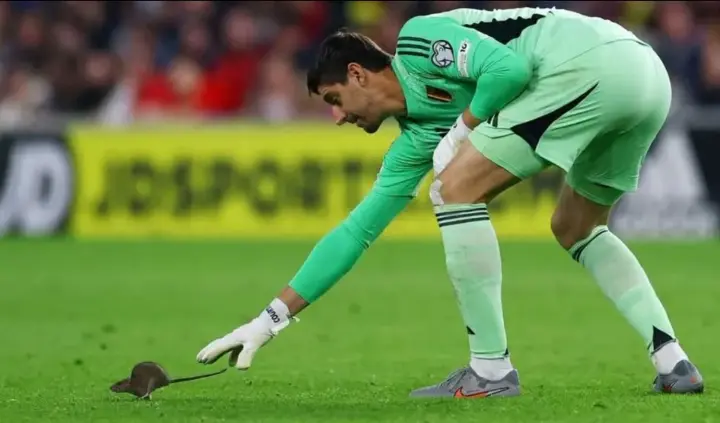 Крыса остановила матч Уэльс-Бельгия: Куртуа и Де Брюйне были в эпицентре сюрреалистического действа