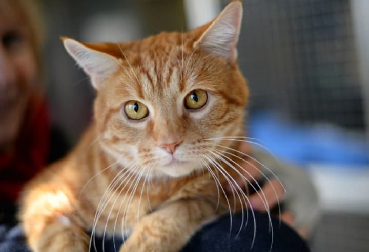 World Cat Day and World Healthy Food Day: what else is celebrated on October 16