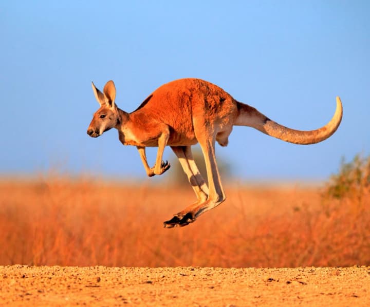 World Kangaroo Day and International Diplomats Day: what else is celebrated on October 24