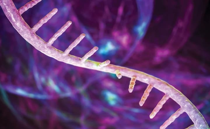 Вчені наблизилися до лікування втрати пам’яті: що допомогло "омолодити" мозок