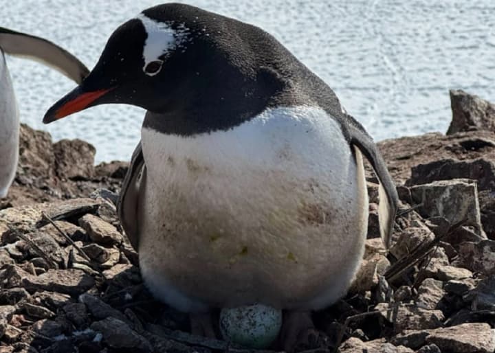 Пингвины, обитающие возле украинских полярников, снесли первое в сезоне яйцо