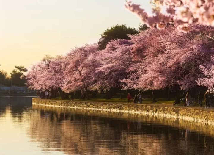 Токіо передасть Вашингтону квітучі вишні на честь 250-ї річниці заснування Сполучених Штатів