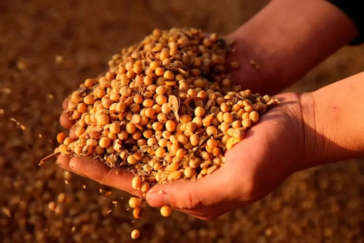 Україна експортувала перший мільйон тонн сої та ріпаку після введення мита