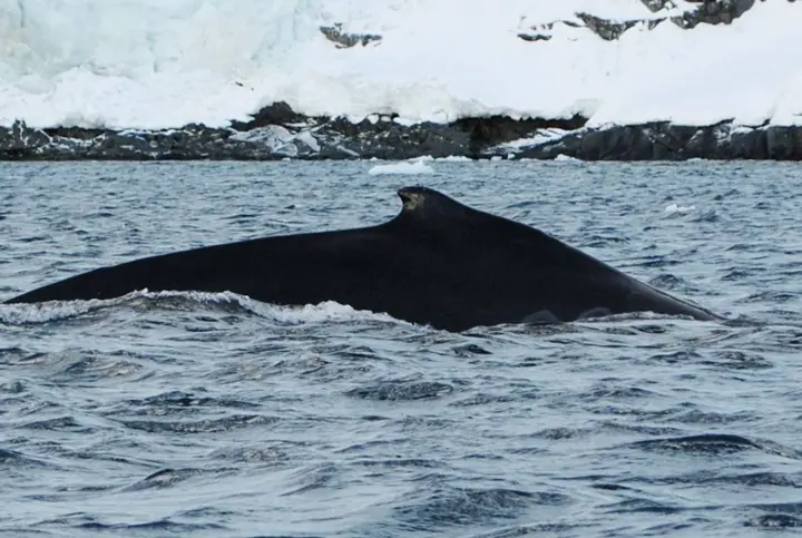 Returned earlier than expected: humpback whales spotted near Akademik Vernadsky station