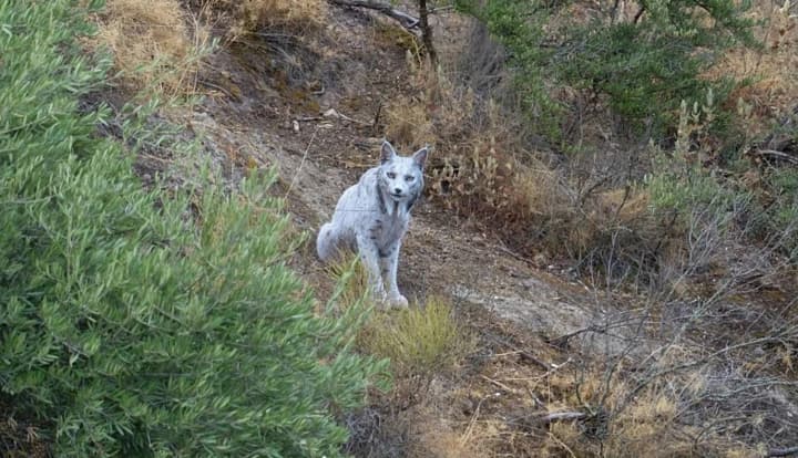 В Южной Испании зафиксировали редкую иберийскую рысь с белой шерстью