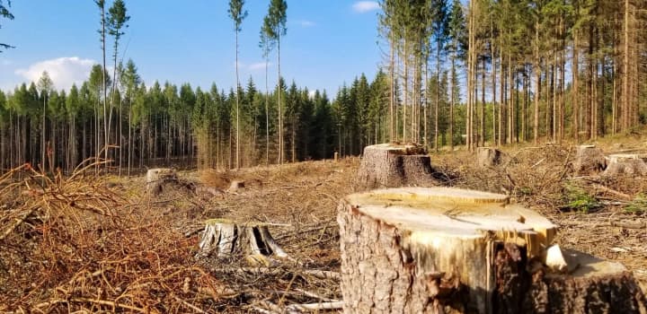 Officials in Zhytomyr region are suspected of illegal logging worth over 14 million hryvnias